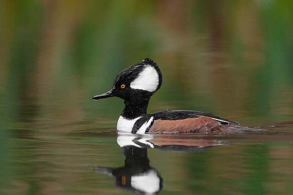 Hooded Merganser, male