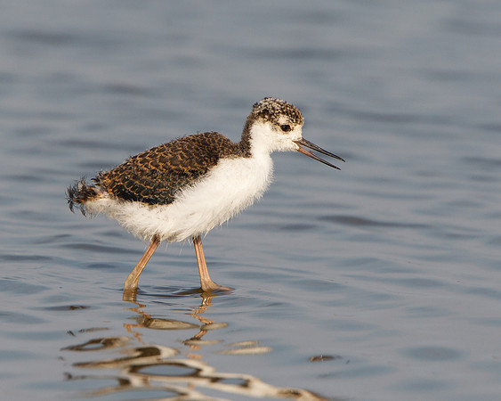 Black-necked Stilt, juvenile feeding