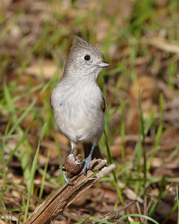Oak Titmouse, with acorn