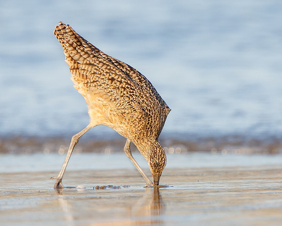 Long-billed Curlew