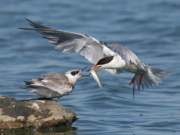Forster's Terns, adult feeding juvenile