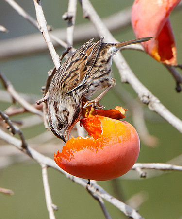 Song Sparrow