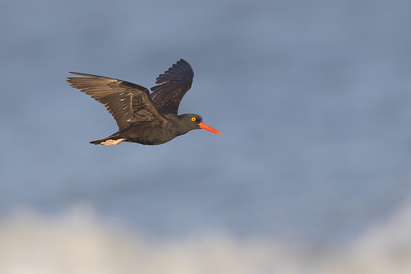 Black Oystercatcher