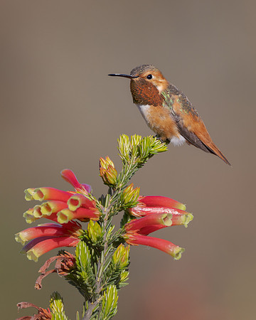 Allen's Hummingbird