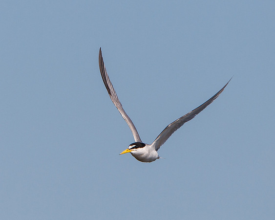 Least Tern in flight