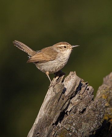 Bewick's Wren