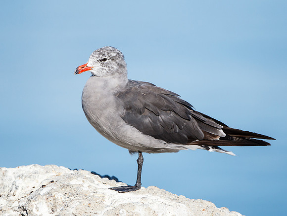 Heermann's Gull, winter adult