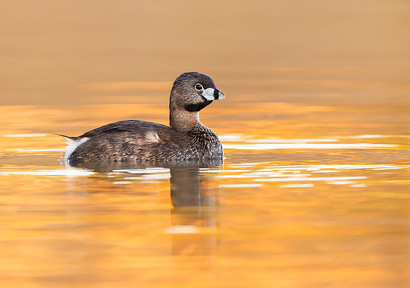 Pied-billed Grebe