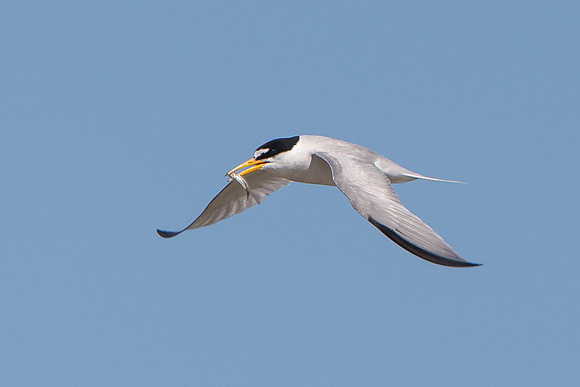 Least Tern, adult in flight with fish