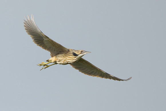 American Bittern