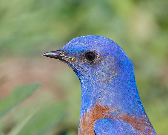 Western Bluebird