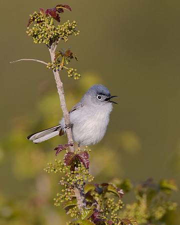 Blue-gray Gnatcatcher