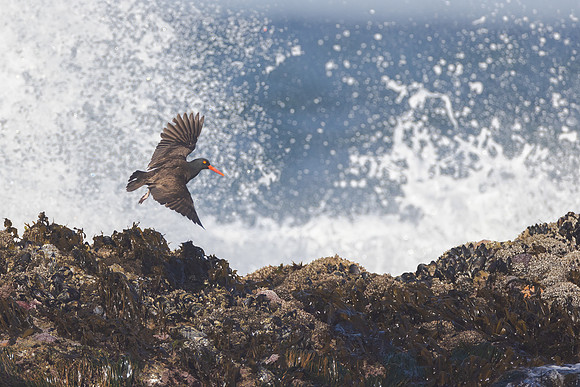 Black Oystercatcher