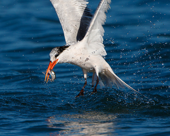 Elegant Tern