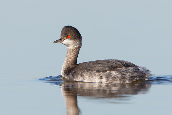 Eared Grebe, winter plumage