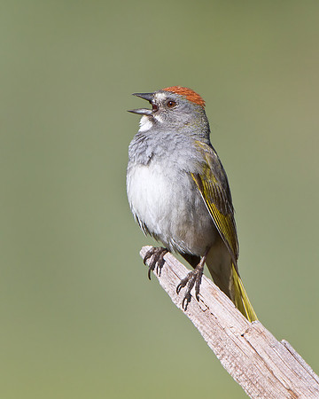 Green-tailed Towhee