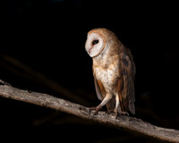 Barn Owl