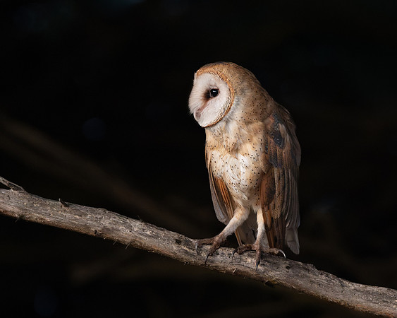 Barn Owl