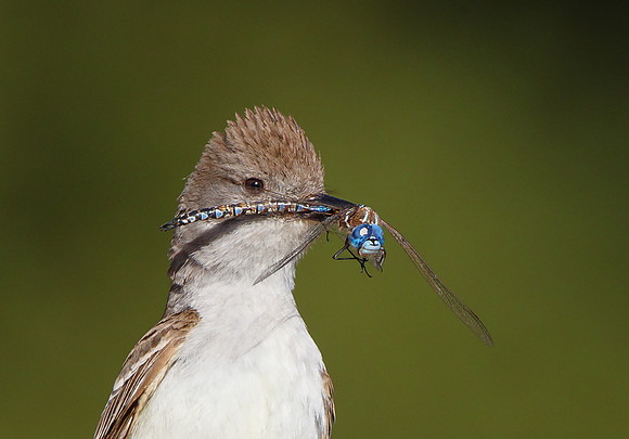 Ash-throated Flycatcher, with dragonfly (Blue-eyed Darner)