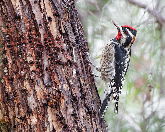 Red-naped Sapsucker