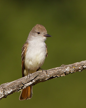 Ash-throated Flycatcher