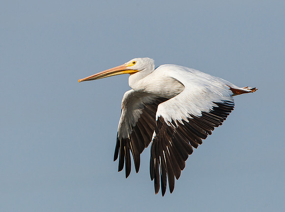 American White Pelicans in flight