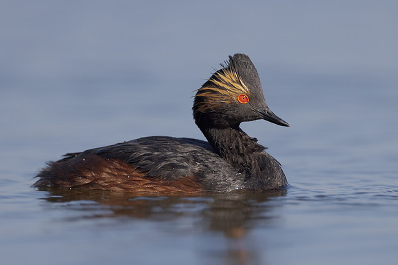 Eared Grebe