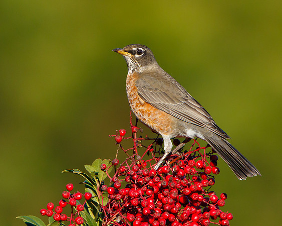 American Robin