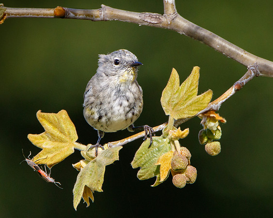 Yellow-rumped Warbler (Myrtle), winter plumage