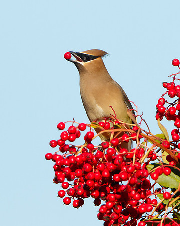 Cedar Waxwing, feeding on toyon berry