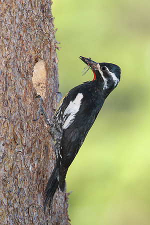 Williamson's Sapsucker, male delivering insects to nest