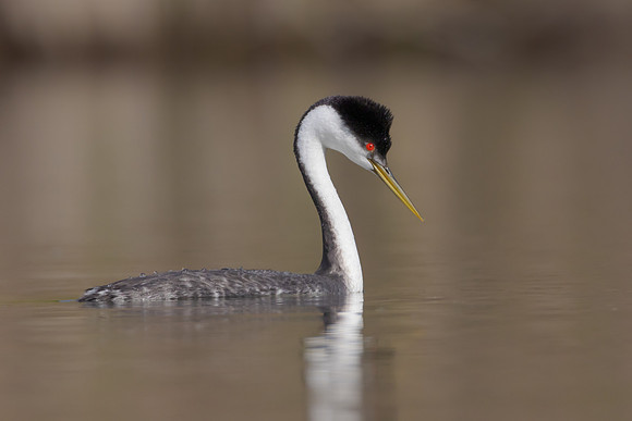 Western Grebe