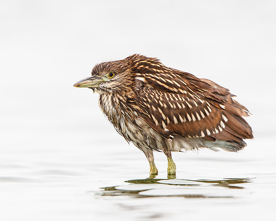 Black-crowned Night Heron, juvenile