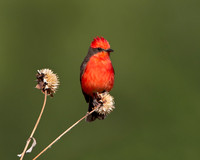 Vermilion Flycatcher