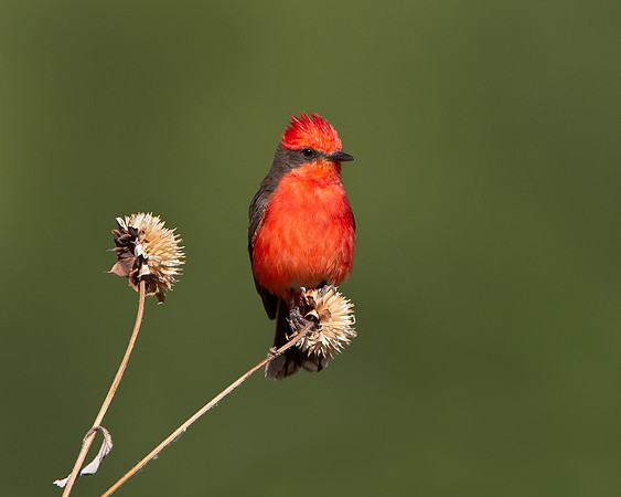 Vermilion Flycatcher