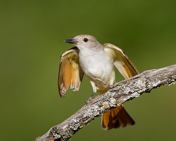 Ash-throated Flycatcher, about to take off in search of more insects