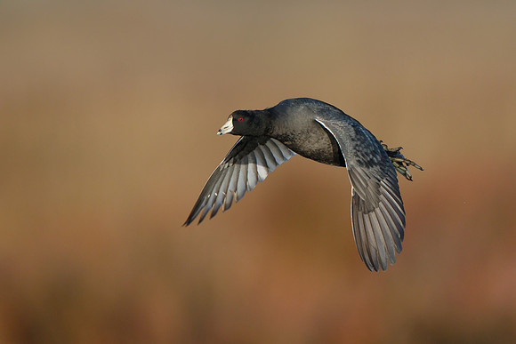 American Coot in flight