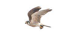American Kestrel, with prey