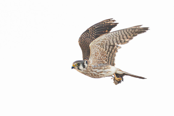 American Kestrel, with prey