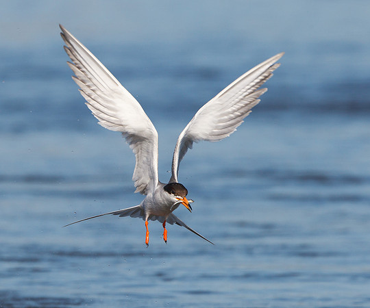 Forster's Tern, with fish