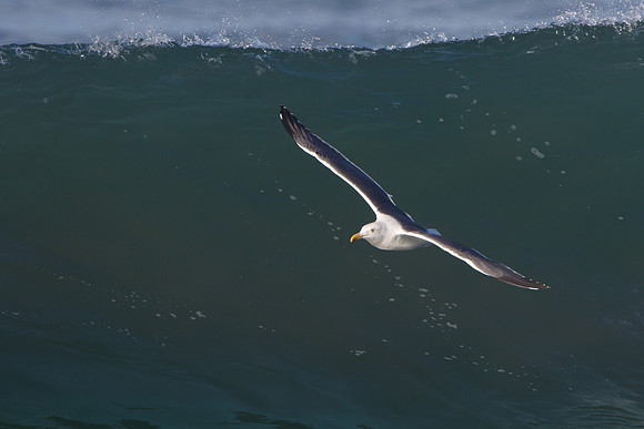 Western Gull