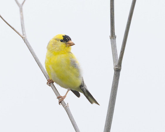 American Goldfinch