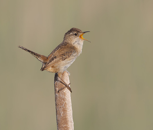 Marsh Wren