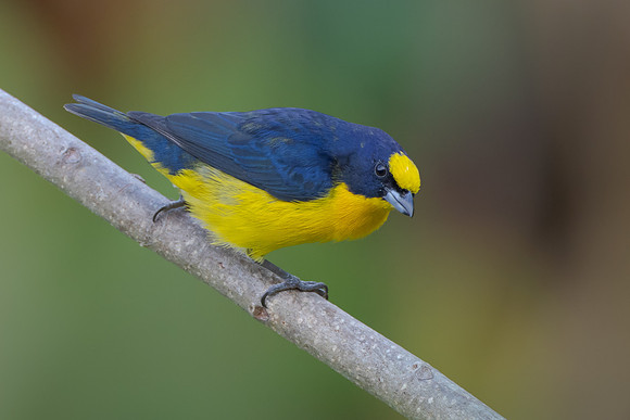 Thick-billed Euphonia