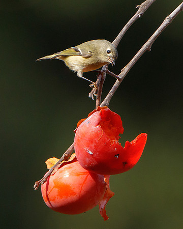 Ruby-crowned Kinglet