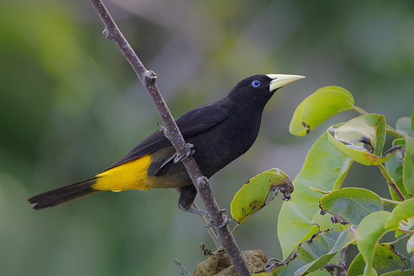 Yellow-rumped Cacique