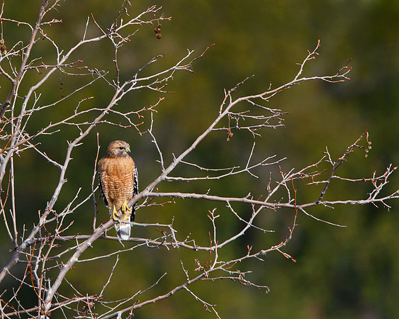 Red-shouldered Hawk