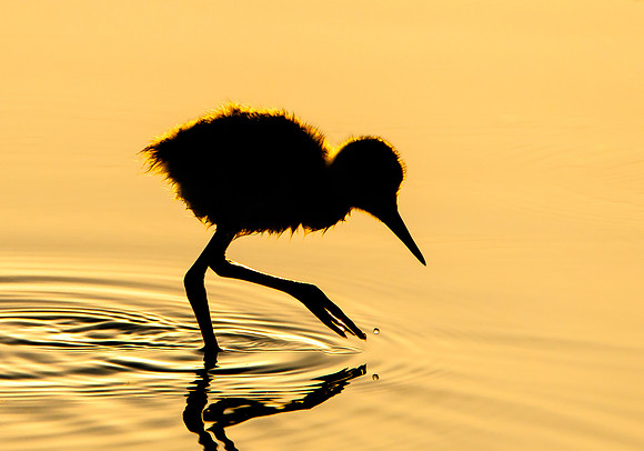 Black-necked Stilt, chick