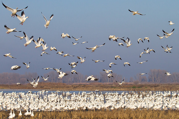 Ross's Goose