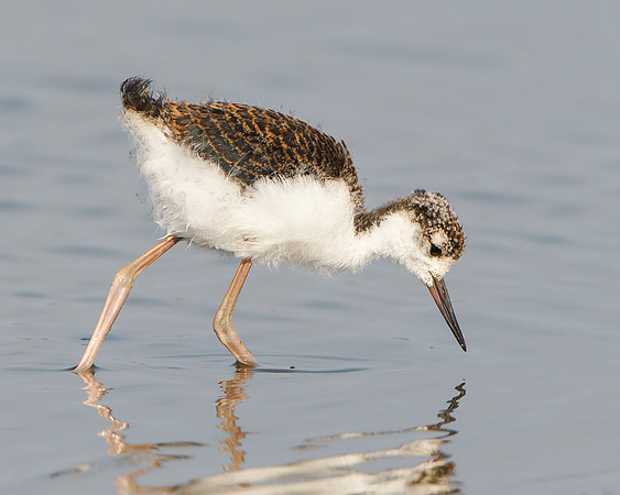 Black-necked Stilt, juvenile feeding